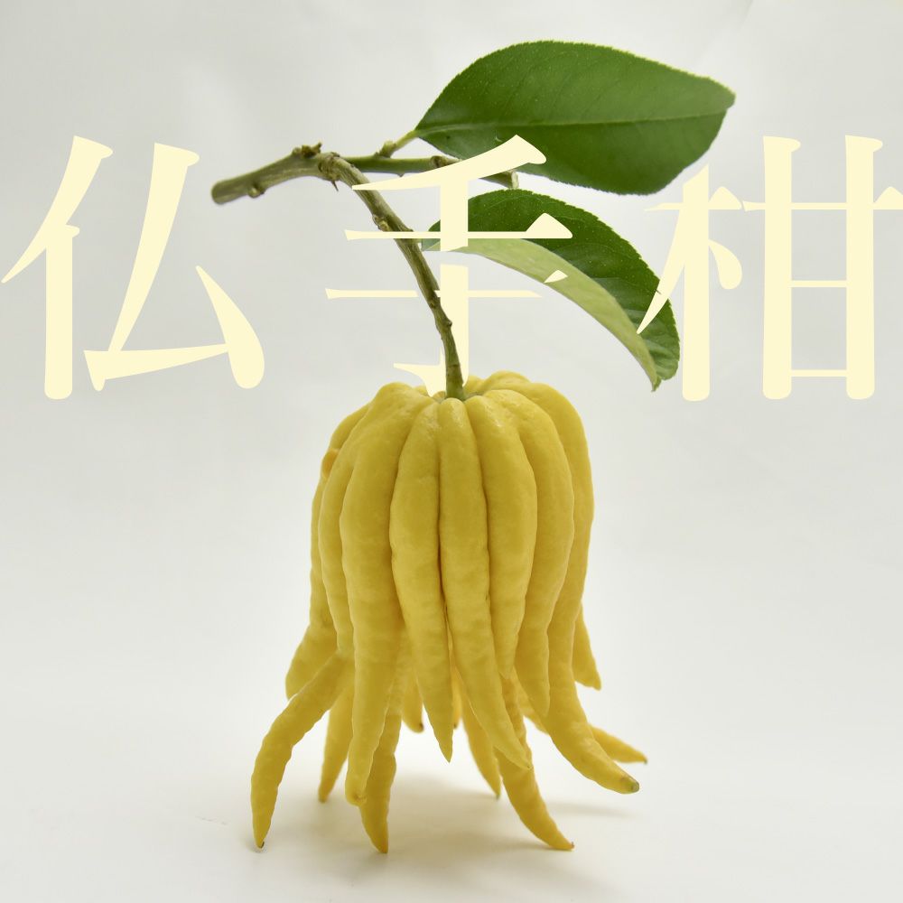 冬季限定】【数量限定】【12月26日以降 順次発送】仏手柑 1箱(1個入