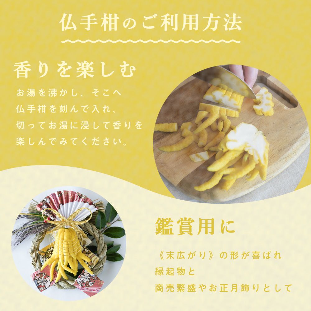 冬季限定】【数量限定】【12月26日以降 順次発送】仏手柑 1箱(1個入