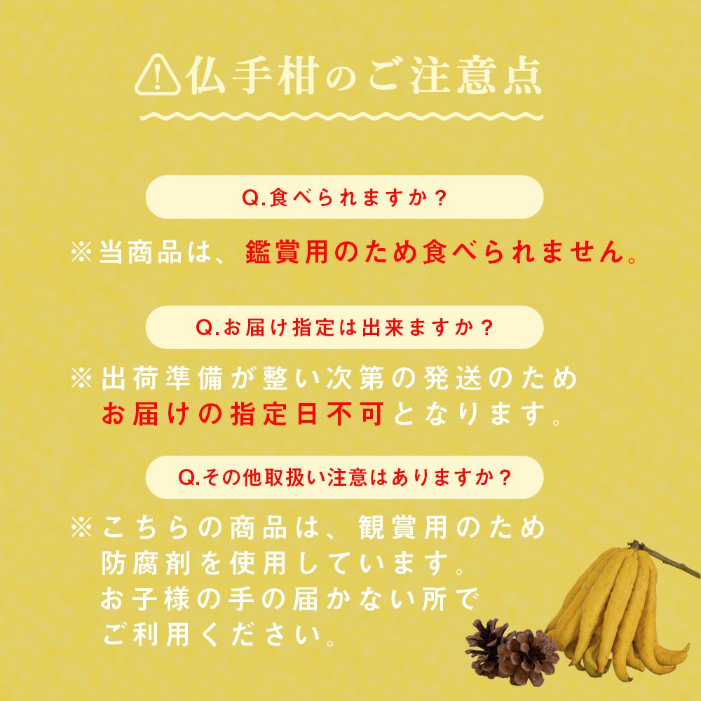 冬季限定】【数量限定】【12月26日以降 順次発送】仏手柑 1箱(1個入