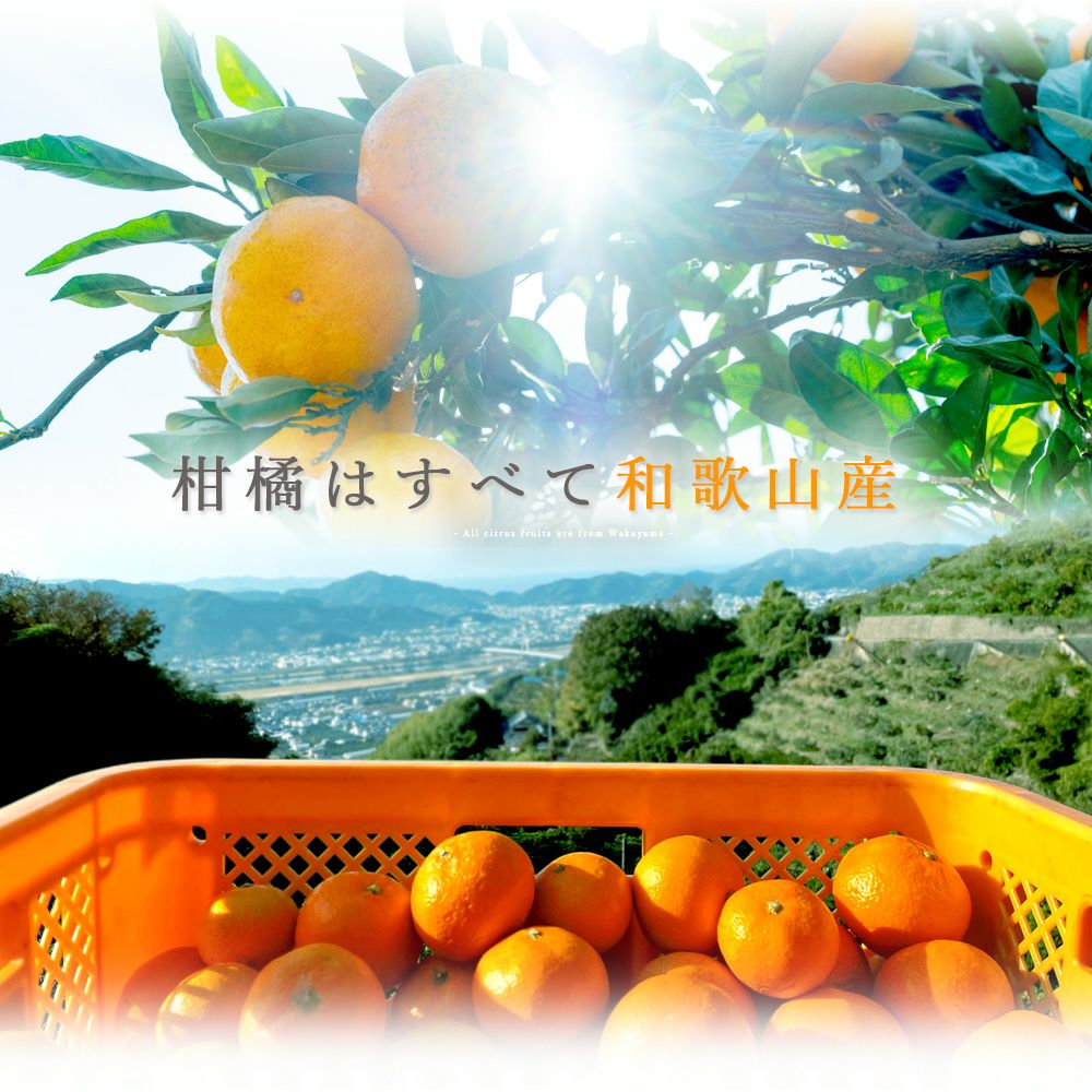 バラエティーセットV-065 (みかんジュース バラエティセット)