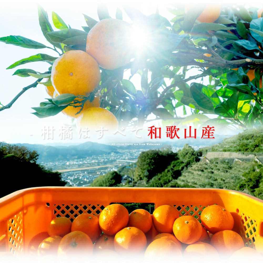 バラエティーセットV-038 (みかんジュース バラエティセット)