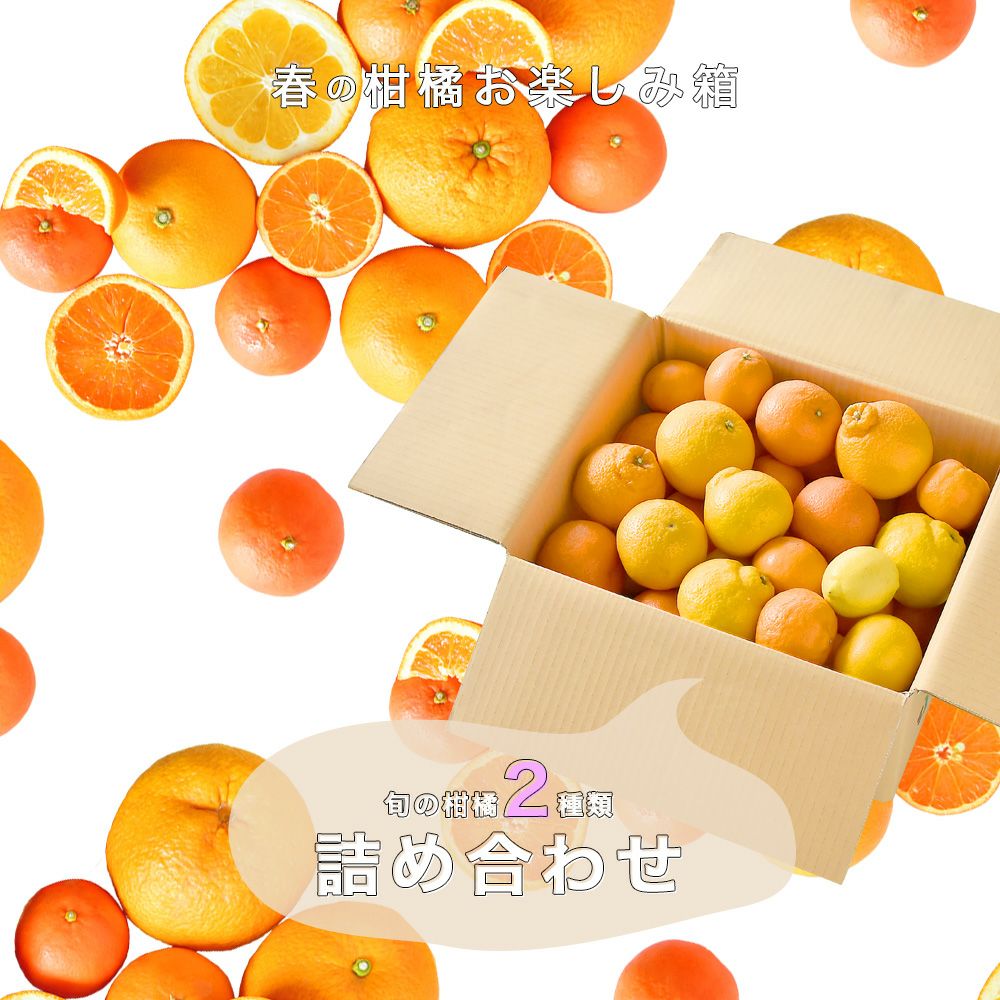 北國富山新聞・朝刊】春柑橘お楽しみ箱(八朔・不知火)【家庭用(訳あり