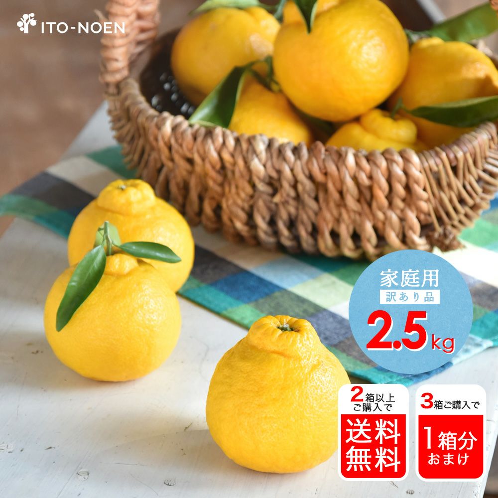 春季限定】三宝柑【家庭用(訳あり品)】2.5kg | 有田みかん・和歌山県産